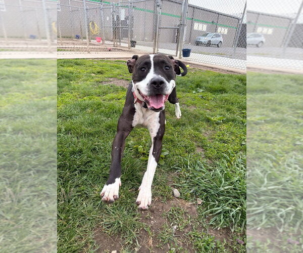 Medium Photo #3 American Staffordshire Terrier Puppy For Sale in Pierceton , IN, USA