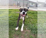 Small #2 American Staffordshire Terrier