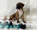 Small #3 Boxer