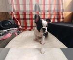 Small Photo #7 French Bulldog Puppy For Sale in COFFEYVILLE, KS, USA