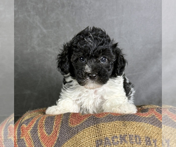 Medium Photo #3 Maltipoo (Toy) Puppy For Sale in OCALA, FL, USA
