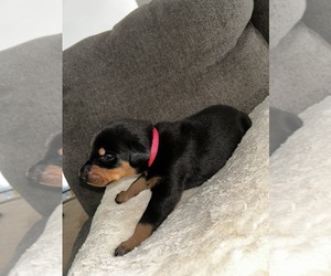 Doberman Pinscher Puppy for sale in OAK FOREST, IL, USA