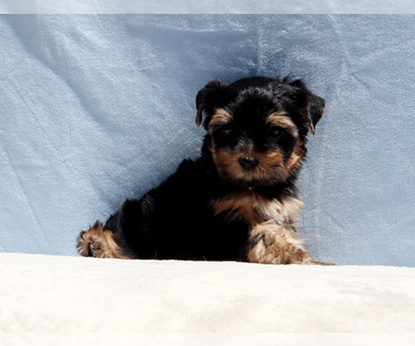Medium Photo #4 Yorkshire Terrier Puppy For Sale in LOS ANGELES, CA, USA