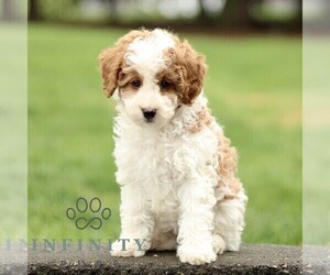 Goldendoodle (Miniature) Puppy for sale in RONKS, PA, USA