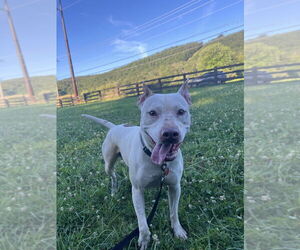 American Staffordshire Terrier Dogs for adoption in Benton, PA, USA