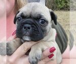 Puppy Opie Frenchie Pug