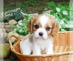 Puppy Khloe Cavalier King Charles Spaniel