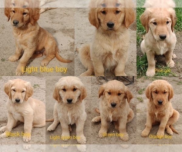 Medium Photo #1 Golden Retriever Puppy For Sale in WAKE FOREST, NC, USA