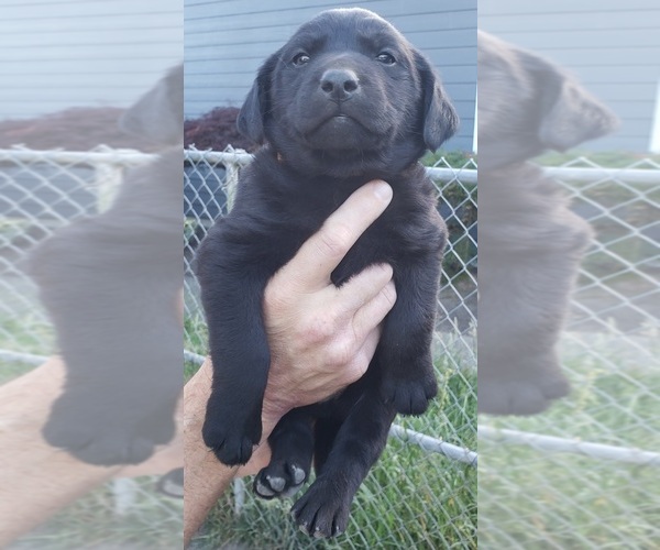 Medium Photo #14 Labrador Retriever Puppy For Sale in OLYMPIA, WA, USA