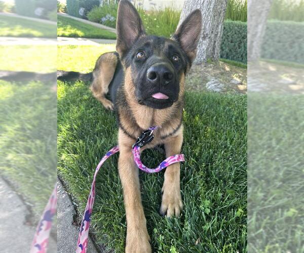 Medium Photo #1 German Shepherd Dog-Unknown Mix Puppy For Sale in Elk Grove, CA, USA