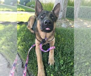 German Shepherd Dog-Unknown Mix Dogs for adoption in Elk Grove, CA, USA