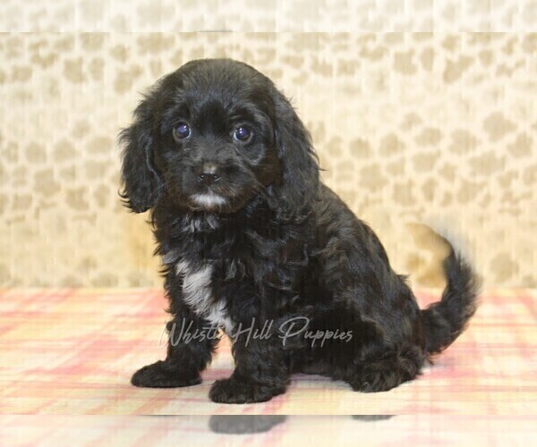 Medium Photo #1 Cavapoo Puppy For Sale in DENVER, PA, USA