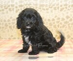 Small Cavapoo