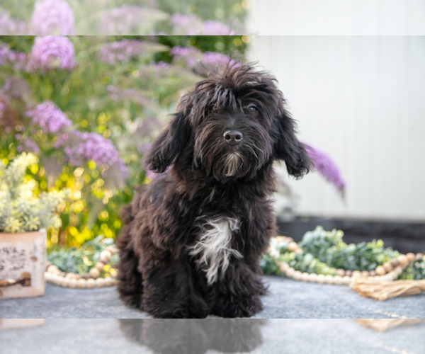 Medium Photo #2 Poovanese Puppy For Sale in CAPAC, MI, USA