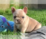 Small #4 French Bulldog