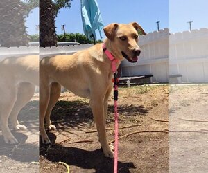 Electra *Courtesy Post* - Female Labrador Retriever-Unknown Mix Dog for Adoption - Photo #2