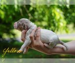 Small #11 Goldendoodle