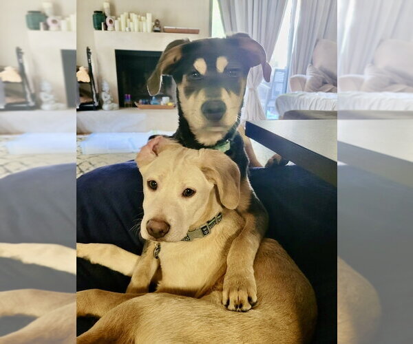 Medium Photo #13 Labrador Retriever-Unknown Mix Puppy For Sale in San Diego, CA, USA