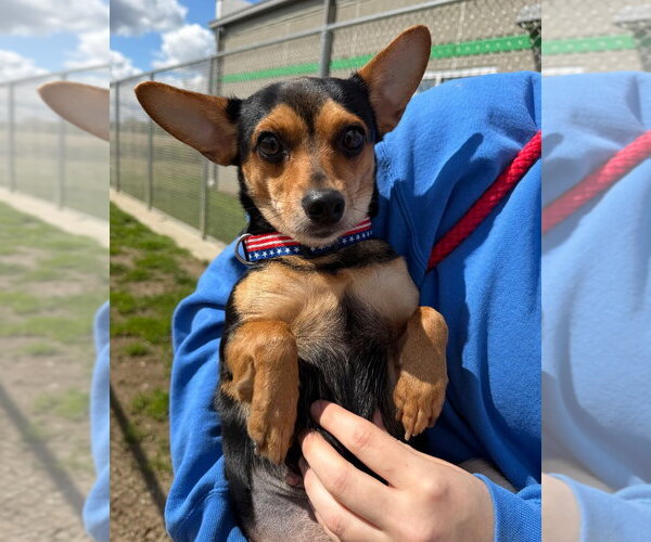 Medium Photo #1 Chihuahua-Unknown Mix Puppy For Sale in Pierceton , IN, USA