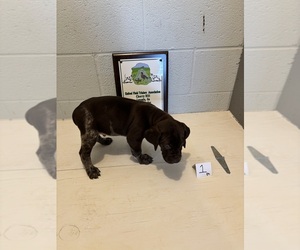 German Shorthaired Pointer Puppy for sale in STATESVILLE, NC, USA