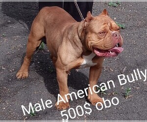 American Bully Puppy for sale in DOS PALOS, CA, USA