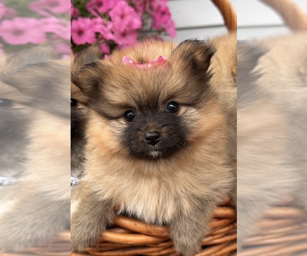 Medium Photo #2 Pomeranian Puppy For Sale in ATHENS, WI, USA