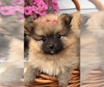 Small #1 Pomeranian