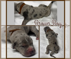 Great Dane Puppy for sale in MARSHVILLE, NC, USA
