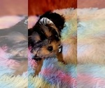 Small Photo #53 Yorkshire Terrier Puppy For Sale in AKRON, OH, USA