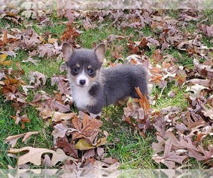 Medium Pembroke Welsh Corgi