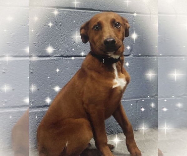 Medium Photo #3 Rhodesian Ridgeback-Unknown Mix Puppy For Sale in Pottstown, PA, USA