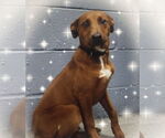 Small #2 Rhodesian Ridgeback Mix