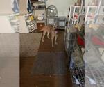 Small Black Mouth Cur Mix