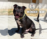 Small #4 American Pit Bull Terrier