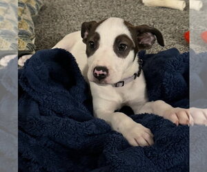American Pit Bull Terrier-American Staffordshire Terrier Mix Dogs for adoption in Chester, VA, USA