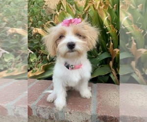 Maltipoo Puppy for sale in RANCHO CALIFORNIA, CA, USA