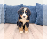 Small #1 Bernese Mountain Dog