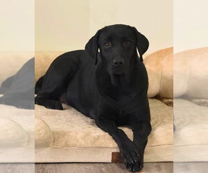 Mutt Dogs for adoption in Valrico, FL, USA