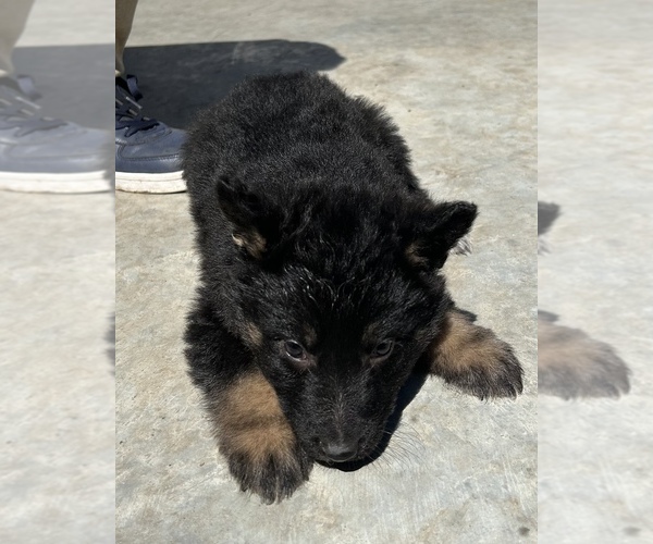 Medium Photo #18 German Shepherd Dog Puppy For Sale in FORT WORTH, TX, USA