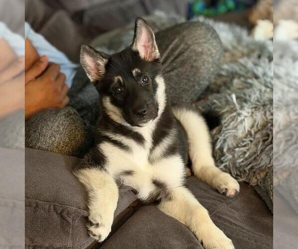 Medium Photo #4 Mutt Puppy For Sale in San Diego, CA, USA