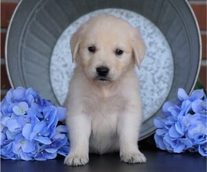 English Cream Golden Retriever Puppy for sale in FREDERICKSBG, OH, USA