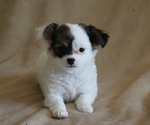 Puppy 2 Chihuahua