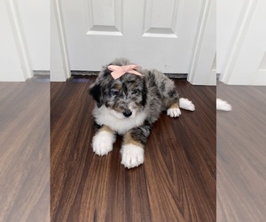 Bernedoodle Puppy for sale in ALTO, GA, USA