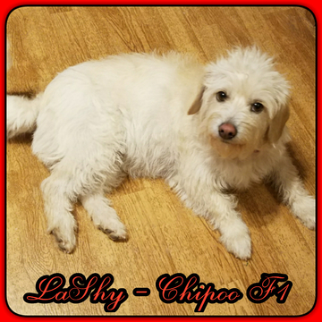 Medium Photo #1 Wapoo Puppy For Sale in CELINA, TX, USA