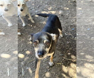 Jack Russell Terrier-Unknown Mix Dogs for adoption in Chico, CA, USA