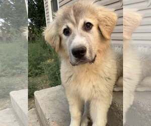 Great Pyrenees Dogs for adoption in Sandy, UT, USA