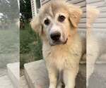 Small Great Pyrenees