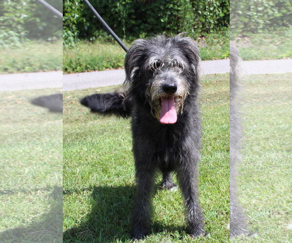 Medium Photo #2 Bearded Collie-Unknown Mix Puppy For Sale in Prattville, AL, USA