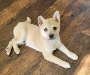 Pomsky Puppy for sale in DEWITT, MI, USA