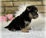 Small #4 Morkie